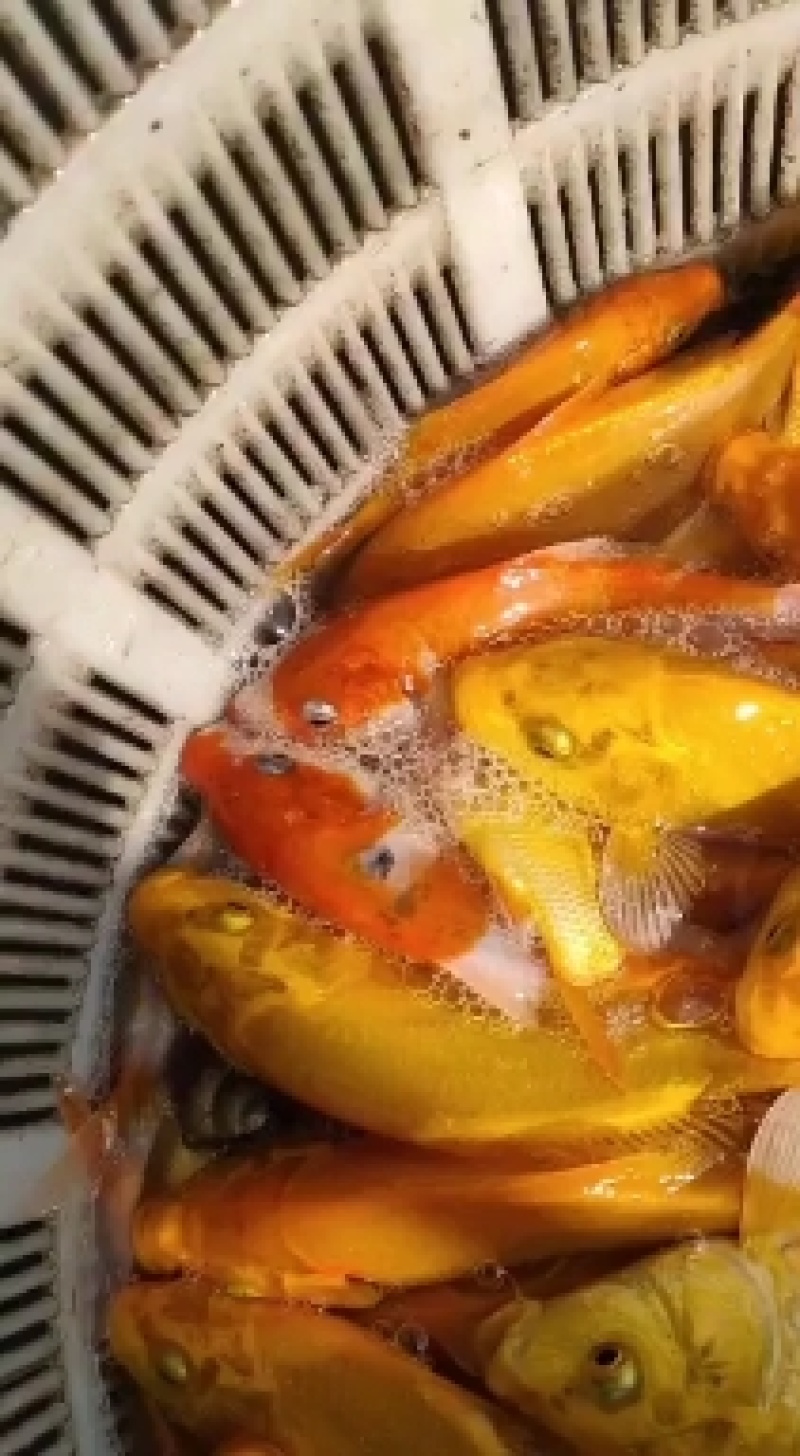 出售精品锦鲤大小规格花色品种齐全，全国发货，送货上门