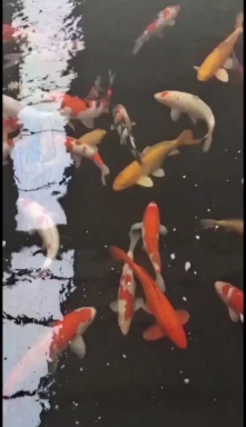出售精品锦鲤大小规格花色品种齐全，全国发货，送货上门