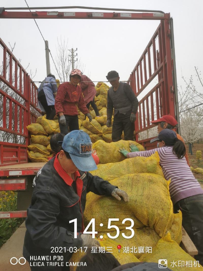 葱兰大量供应，基地直销，产地直销，量大从优，欢迎考察