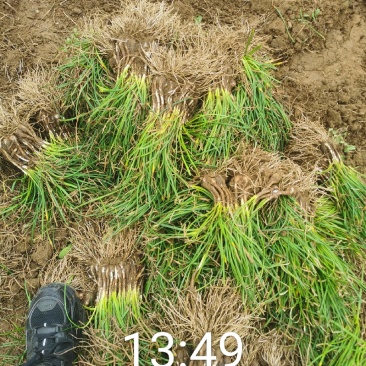 葱兰大量供应，基地直销，产地直销，量大从优，欢迎考察
