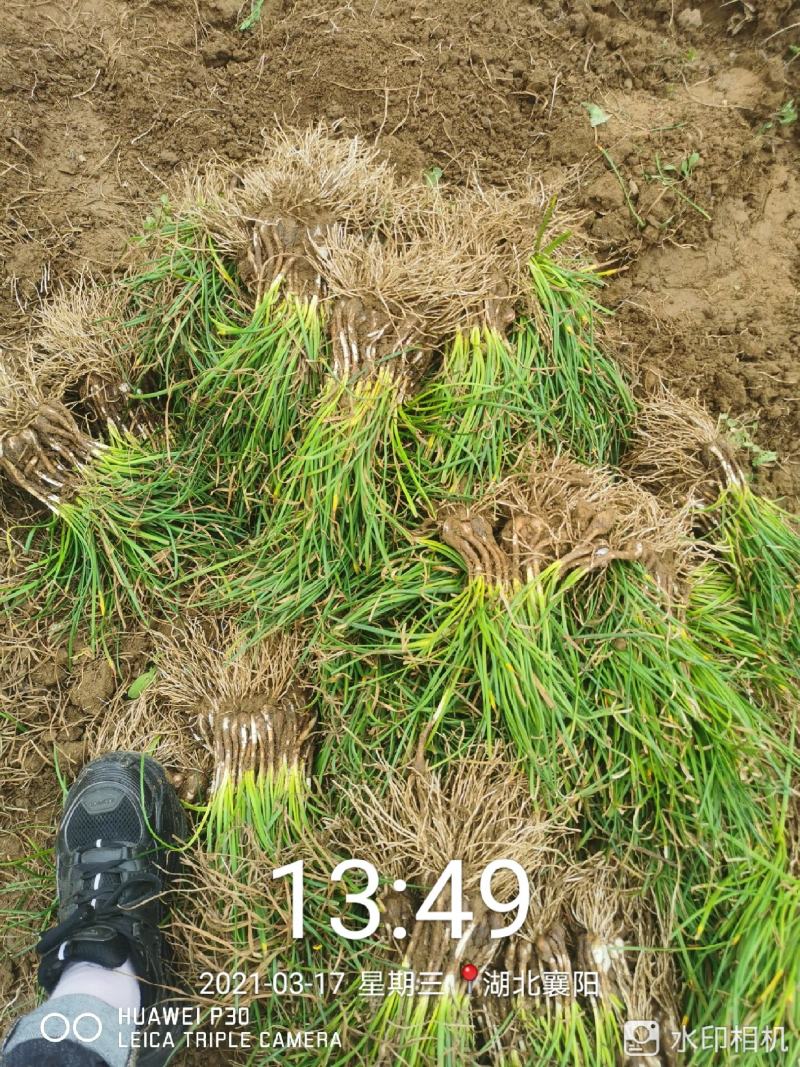 葱兰大量供应，基地直销，产地直销，量大从优，欢迎考察