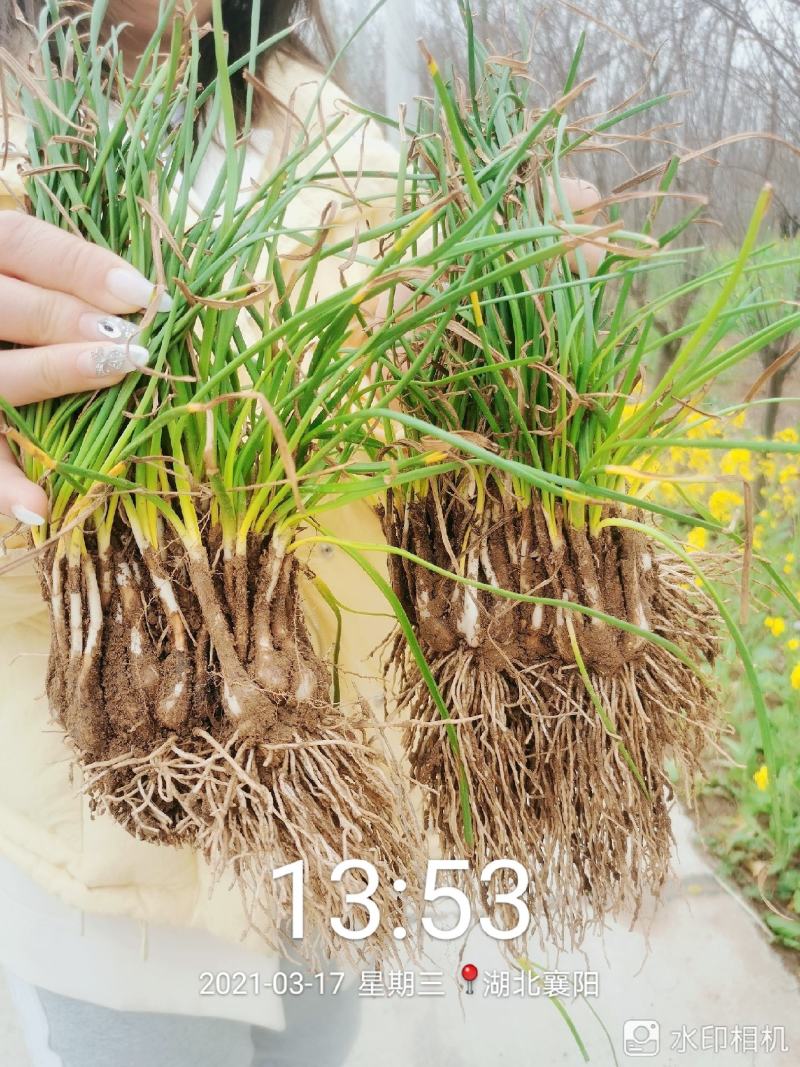 葱兰大量供应，基地直销，产地直销，量大从优，欢迎考察