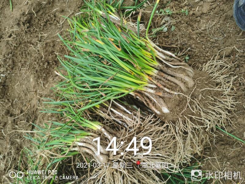 葱兰大量供应，基地直销，产地直销，量大从优，欢迎考察