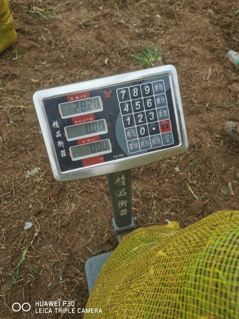 葱兰大量供应，基地直销，产地直销，量大从优，欢迎考察