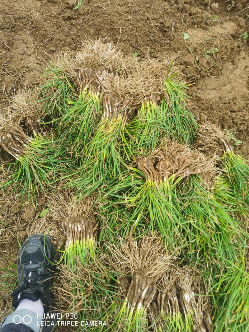 葱兰大量供应，基地直销，产地直销，量大从优，欢迎考察