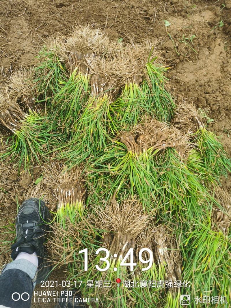 葱兰大量供应，基地直销，产地直销，量大从优，欢迎考察