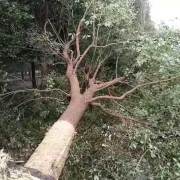 香樟/香樟林木/绿化苗木/乔灌木/樟树/林木种苗/绿化苗