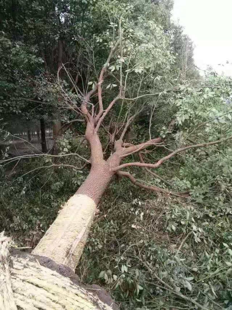 香樟/香樟林木/绿化苗木/乔灌木/樟树/林木种苗/绿化苗
