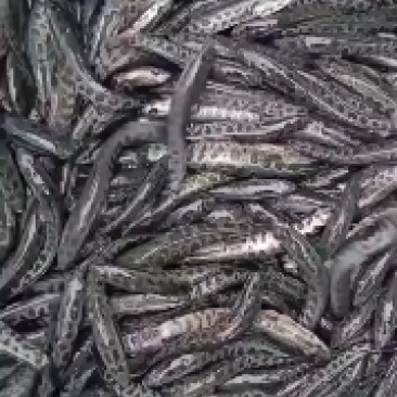 出售各种优黑鱼苗大小规格齐全价格优惠，全国送货上门，包邮