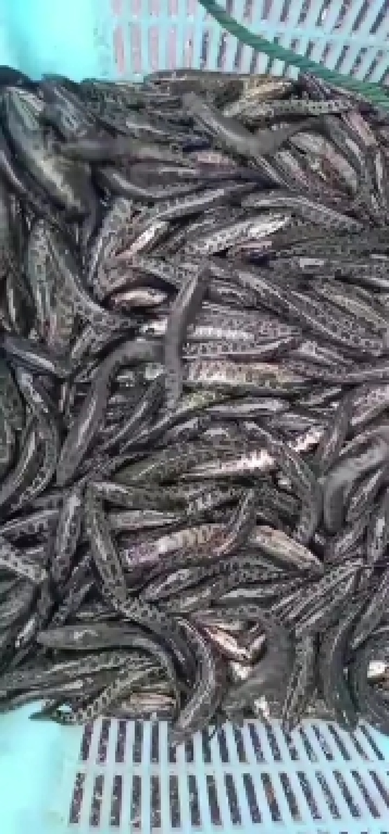 出售各种优黑鱼苗大小规格齐全价格优惠，全国送货上门，包邮