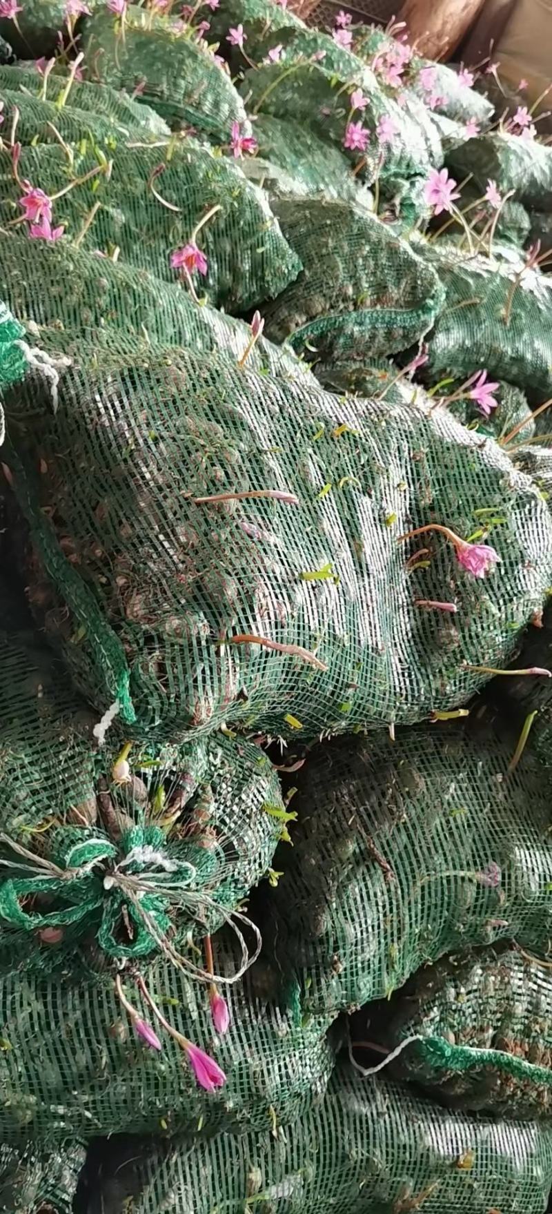 石蒜，大量供应。产地直销，绿化工程必备品，现起现挖
