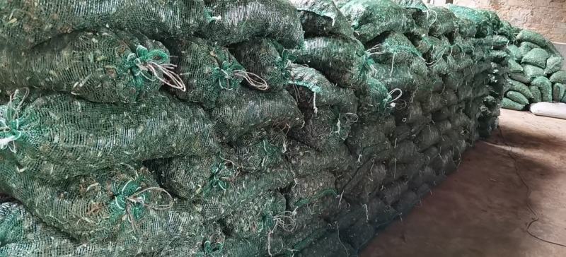 石蒜，大量供应。产地直销，绿化工程必备品，现起现挖