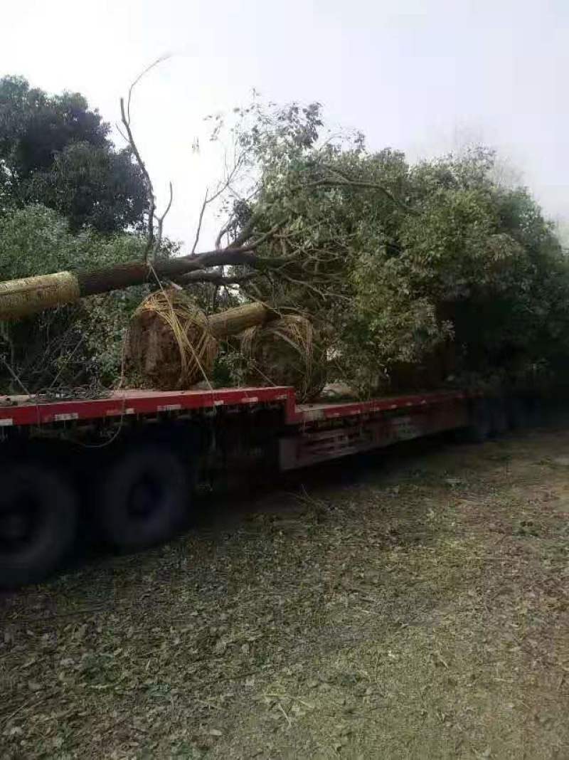 香樟/绿化苗木/乔灌木/樟树/原生态树苗/绿化种苗/树苗
