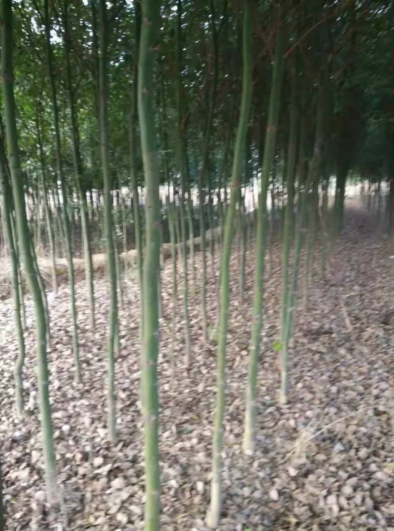 香樟/绿化苗木/乔灌木/樟树/原生态树苗/绿化种苗/树苗