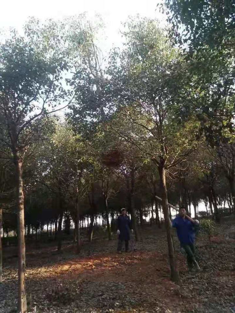 香樟/绿化苗木/乔灌木/樟树/原生态树苗/绿化种苗/树苗