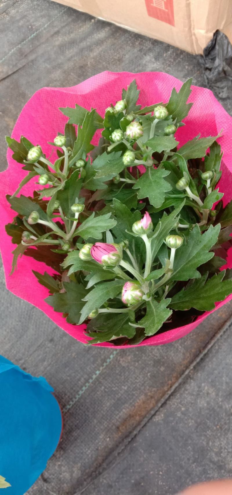 千头菊盆栽花苞植物室外花园耐寒球菊花植物四季种植
