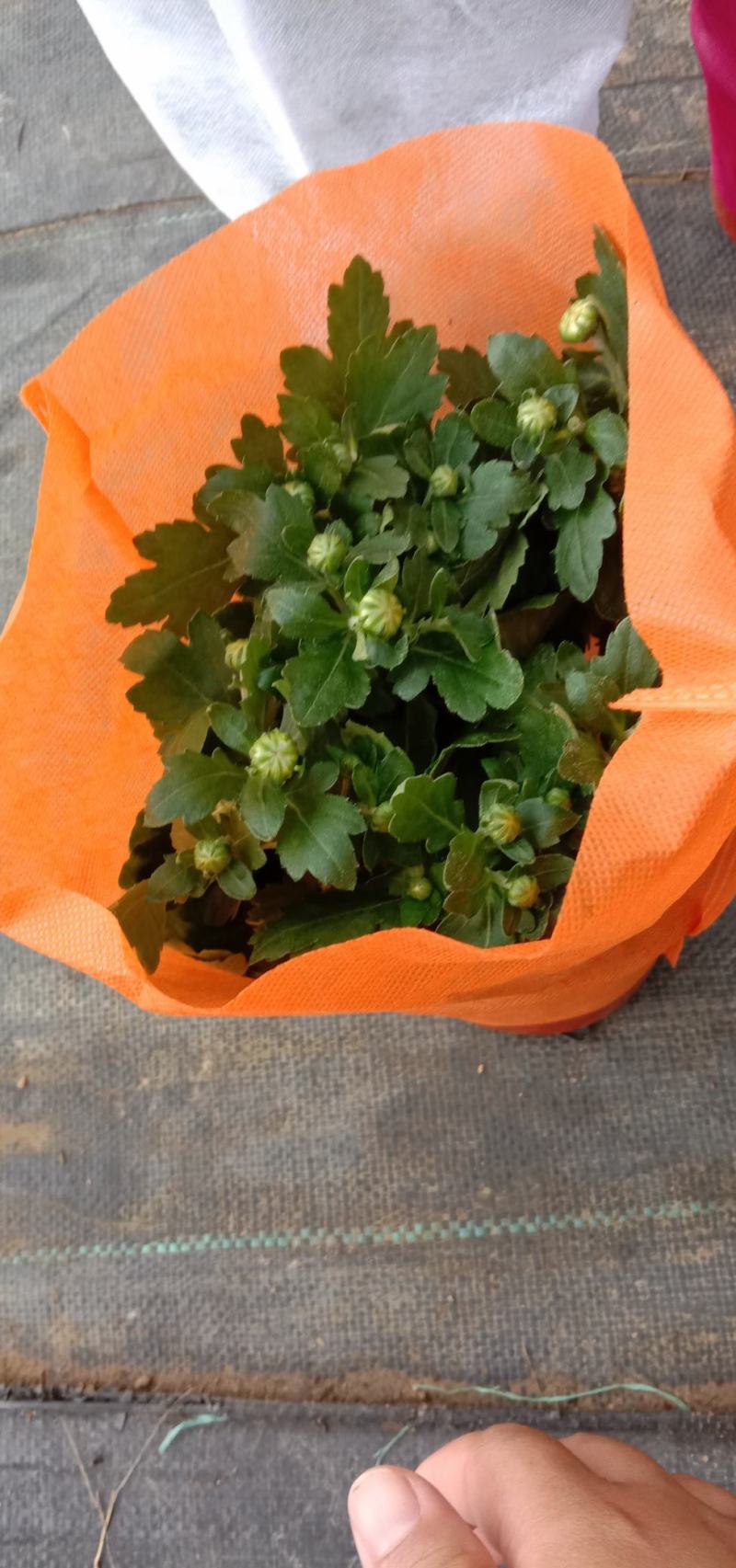 千头菊盆栽花苞植物室外花园耐寒球菊花植物四季种植