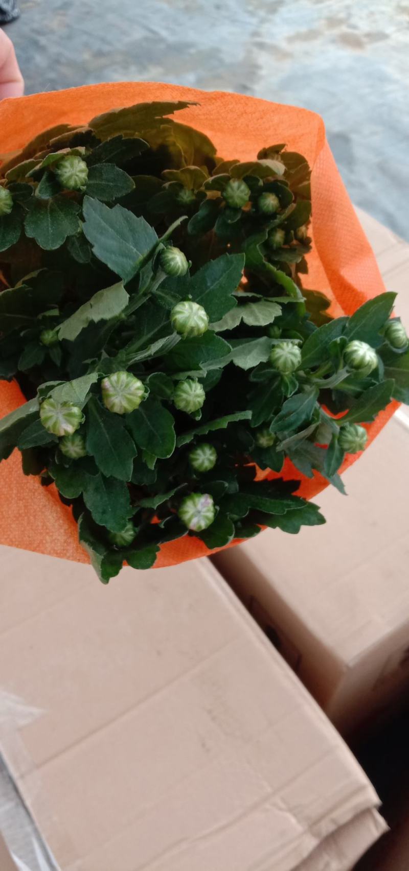 千头菊盆栽花苞植物室外花园耐寒球菊花植物四季种植