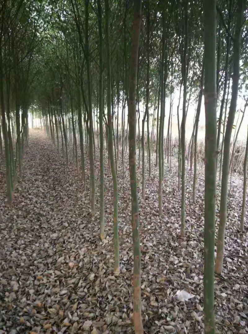 香樟/樟树/绿化苗木/乔灌木/绿化苗木/林木种苗/原生苗