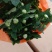 阳台花卉菊花盆栽绿植鲜花小菊花苗大菊花大多彩当年开花小苗