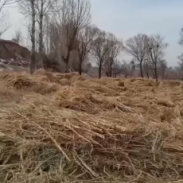 谷草