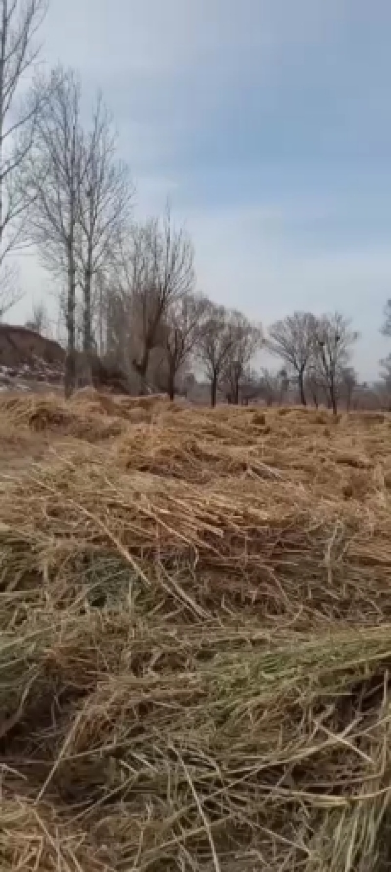 谷草