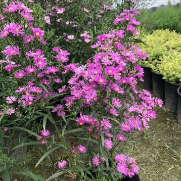 四川温江苗圃基地货本地荷兰菊，各种规格，货源充足基地直销