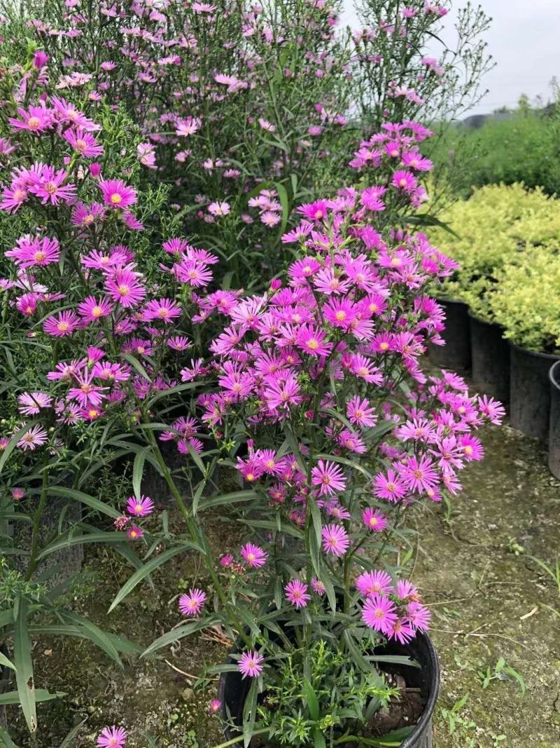 四川温江苗圃基地货本地荷兰菊，各种规格，货源充足基地直销