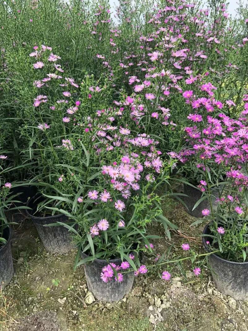 四川温江苗圃基地货本地荷兰菊，各种规格，货源充足基地直销