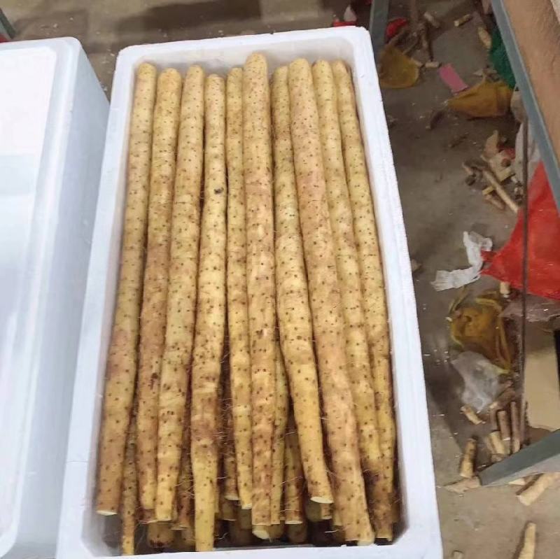 河北棒山药皮色好圆直双棒山药批发代办有冷库可提供代存
