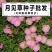 美丽月见草种子多年生花卉夜来香种子发芽率