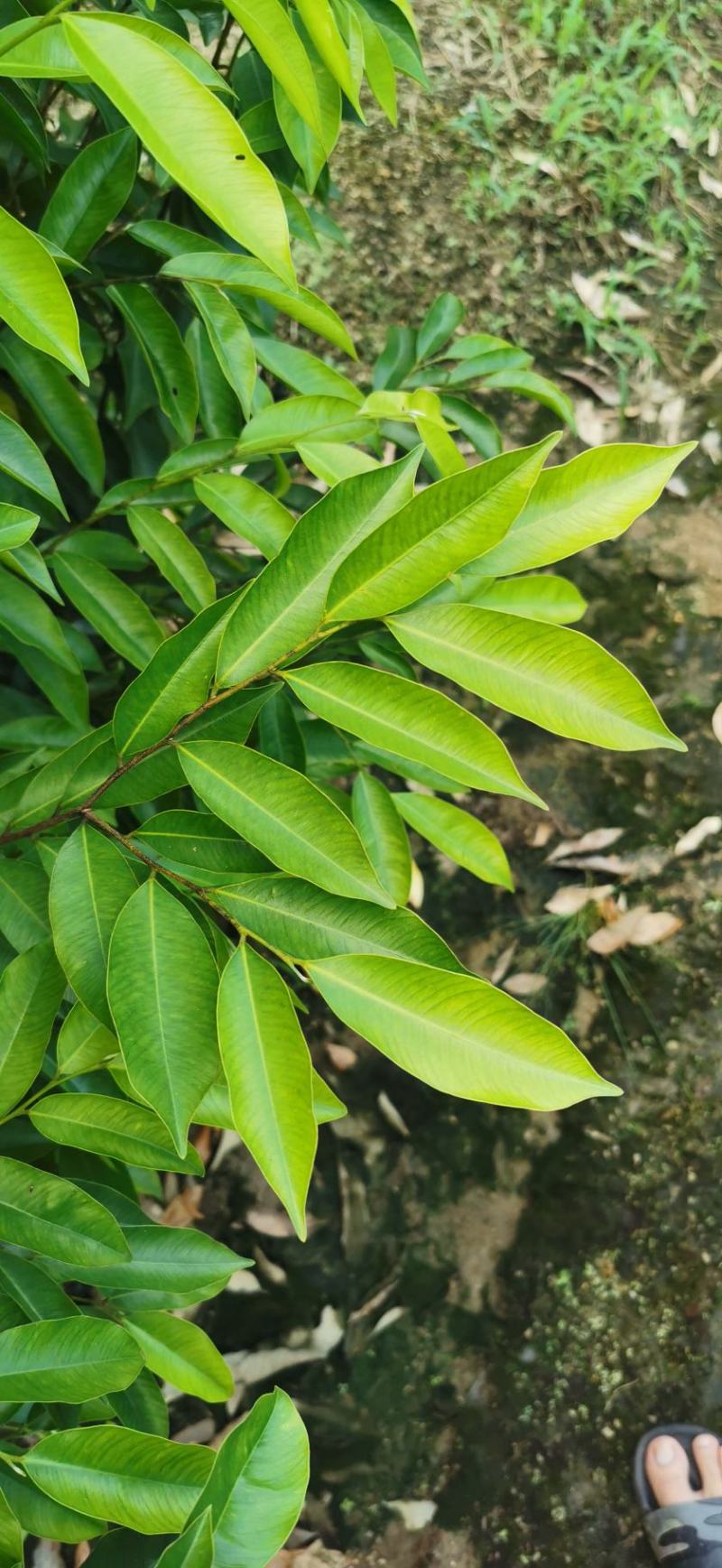 沉香苗实生苗嫁接苗小袋苗杯苗中杯