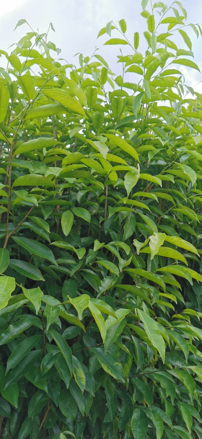 沉香苗实生苗嫁接苗小袋苗杯苗中杯