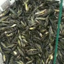 出售优质黄骨鱼苗大小规格品种齐全价格优惠，全国送货上门免