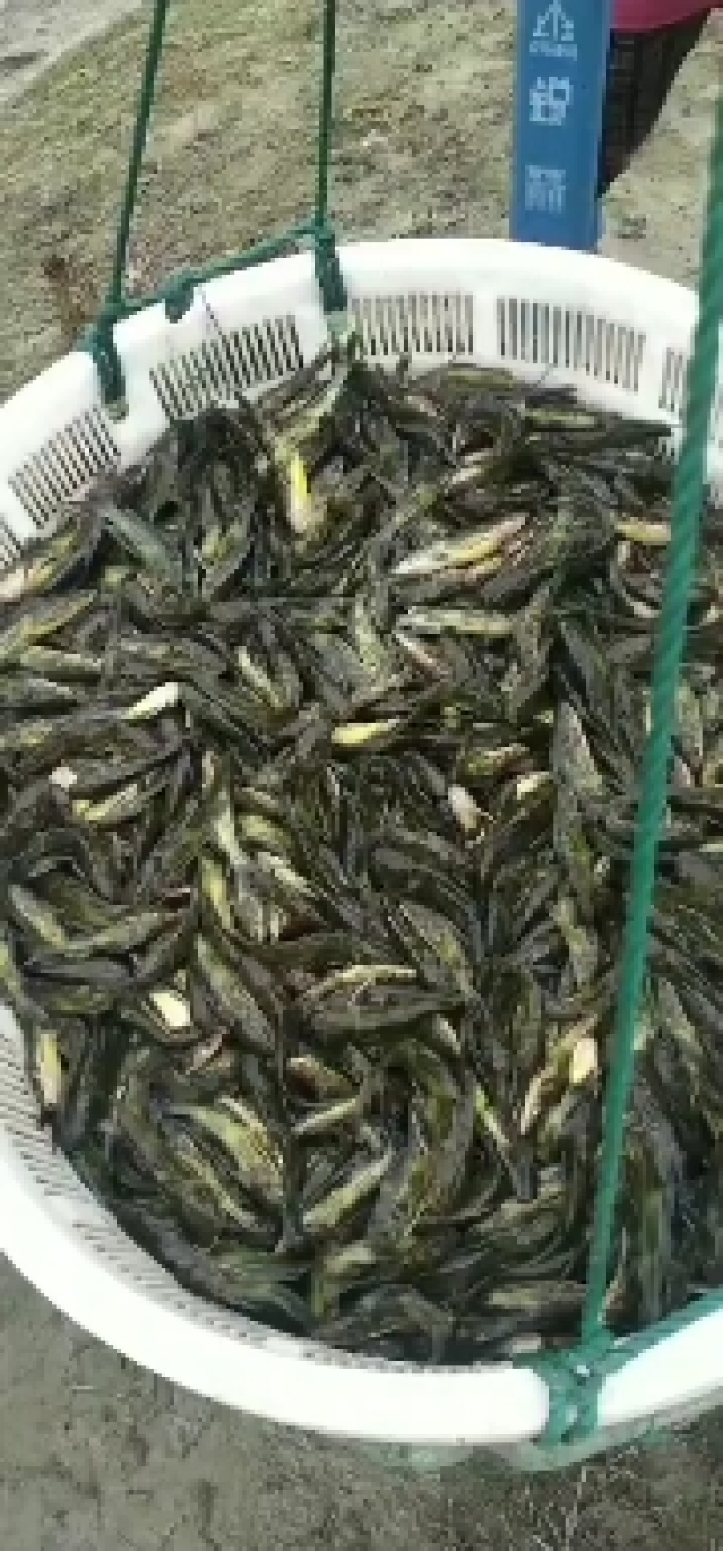 出售优质黄骨鱼苗大小规格品种齐全价格优惠，全国送货上门免