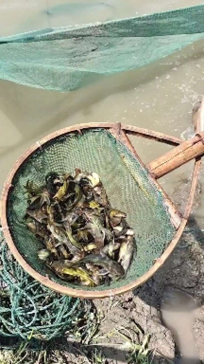 出售优质黄骨鱼苗大小规格品种齐全价格优惠，全国送货上门免