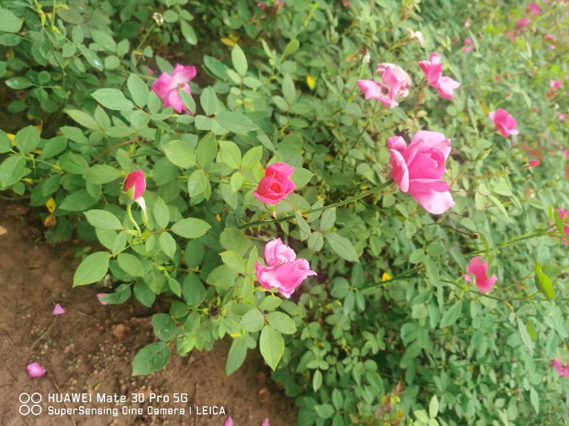 秤砣树秤锤树捷克木5-6-7-8公分苗圃大量供应