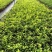 四川成都温江苗木基地黄金喷泉绣线菊欢迎选购