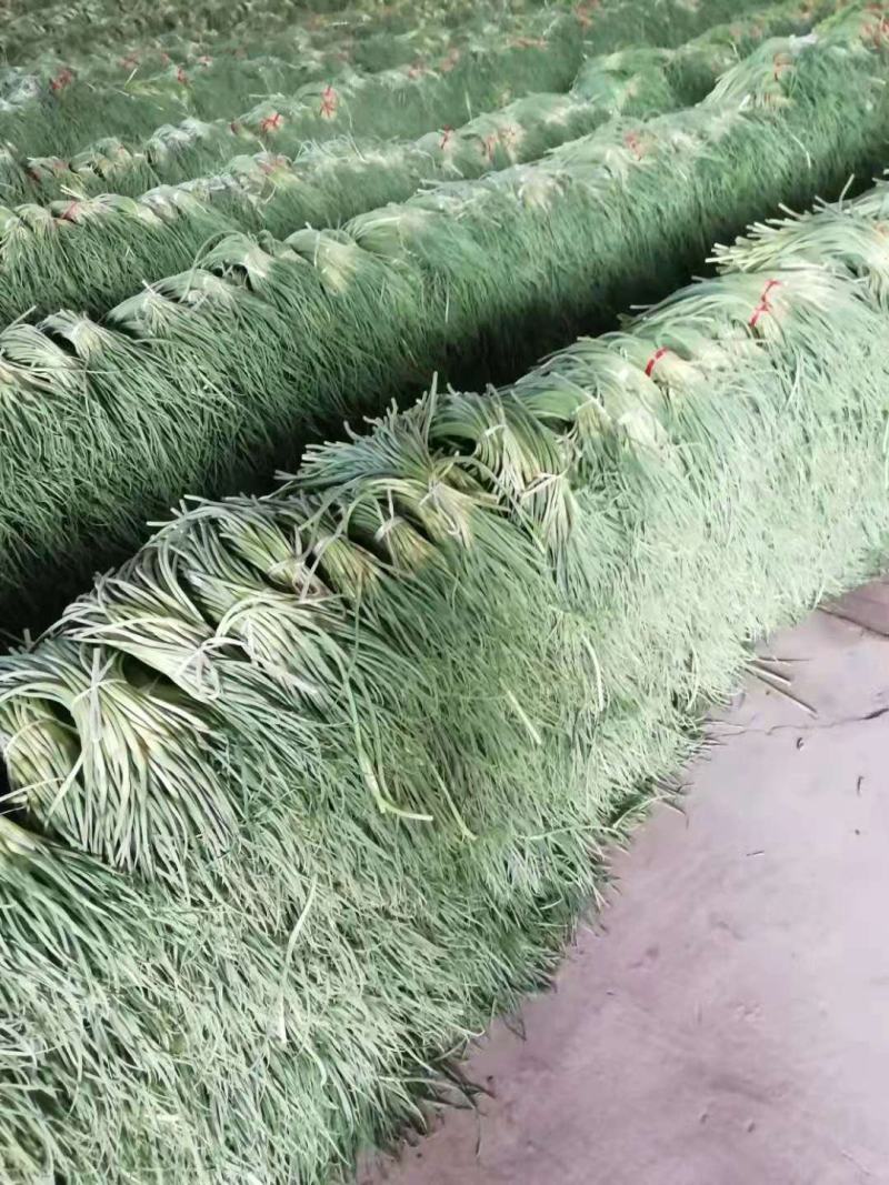优质金乡县蒜薹产地货源诚信服务专业团队购销冷库存储