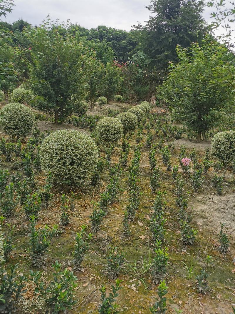 银姬小蜡，自家基地，规格齐全，量大从优，保质保量