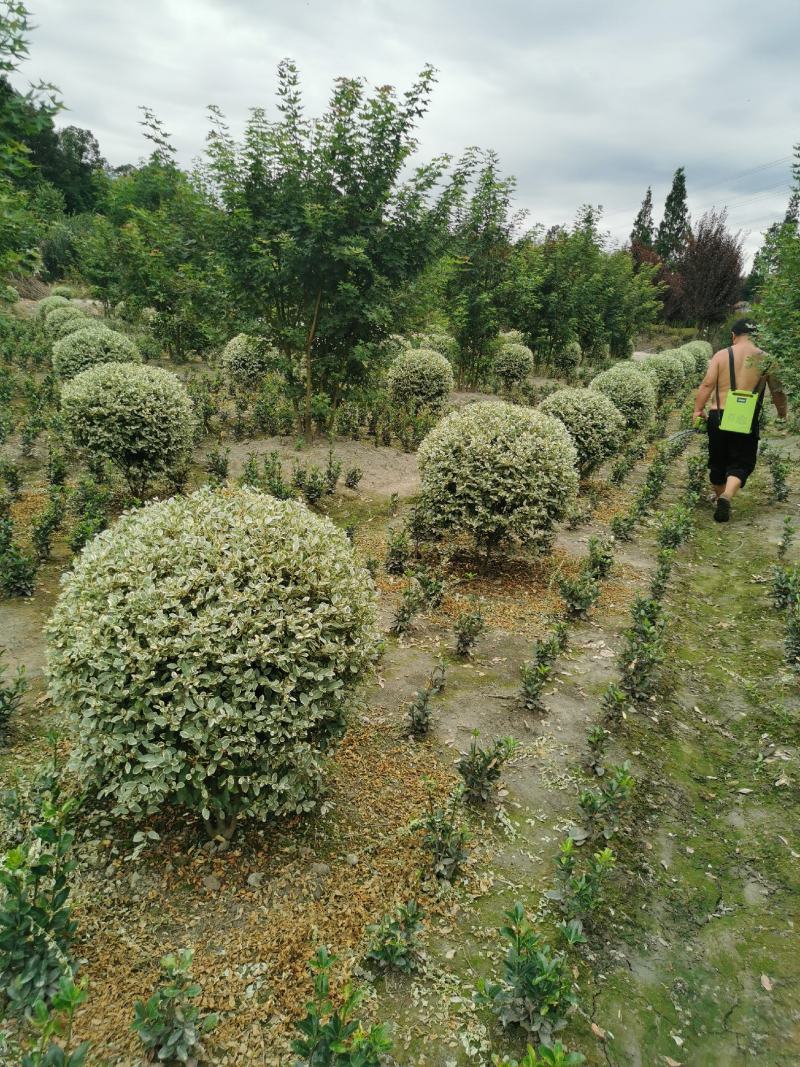 银姬小蜡，自家基地，规格齐全，量大从优，保质保量