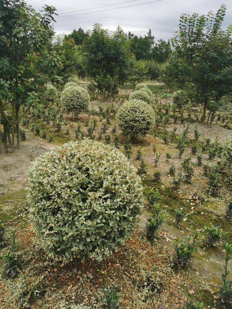 银姬小蜡，自家基地，规格齐全，量大从优，保质保量