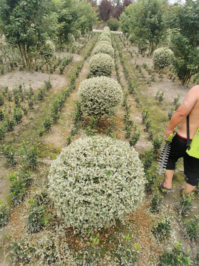 银姬小蜡，自家基地，规格齐全，量大从优，保质保量
