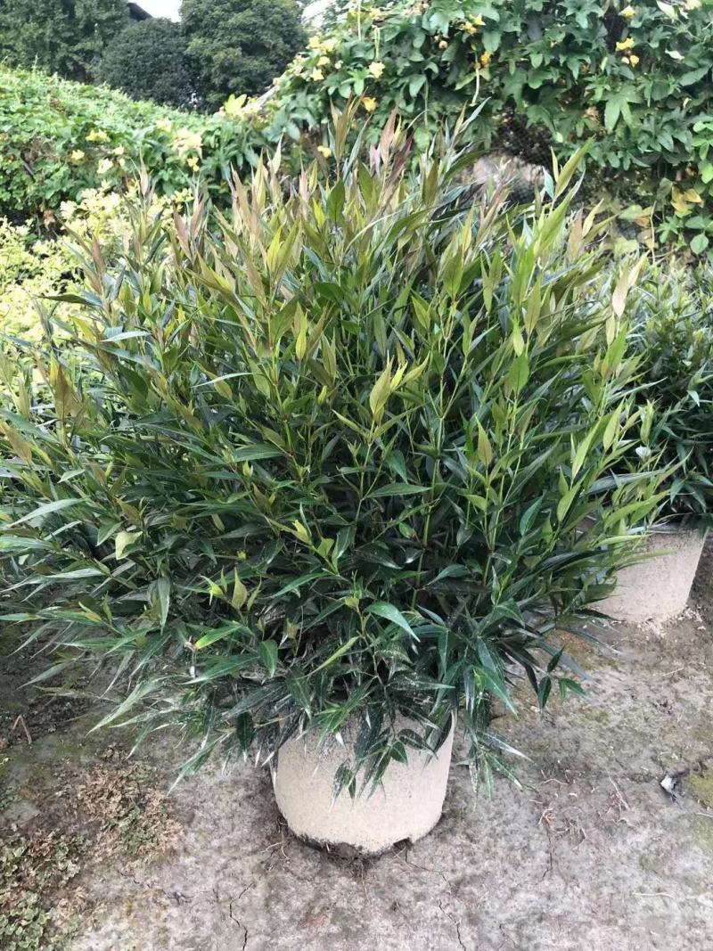 四川成都温江基地直销紫叶马兰球，质量保证，基地货