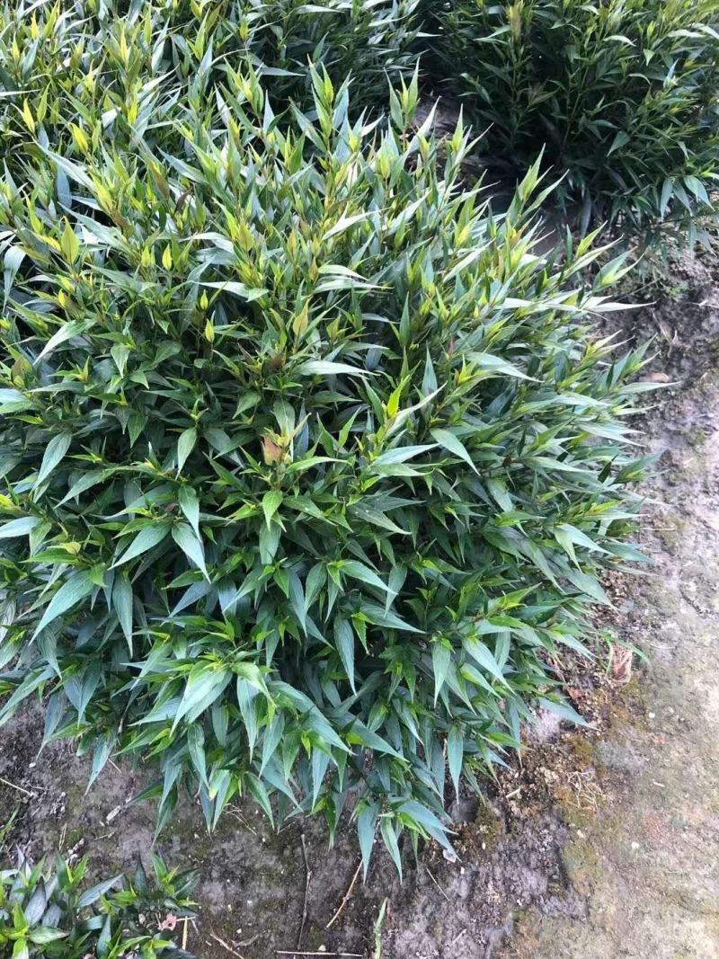 四川成都温江基地直销紫叶马兰球，质量保证，基地货