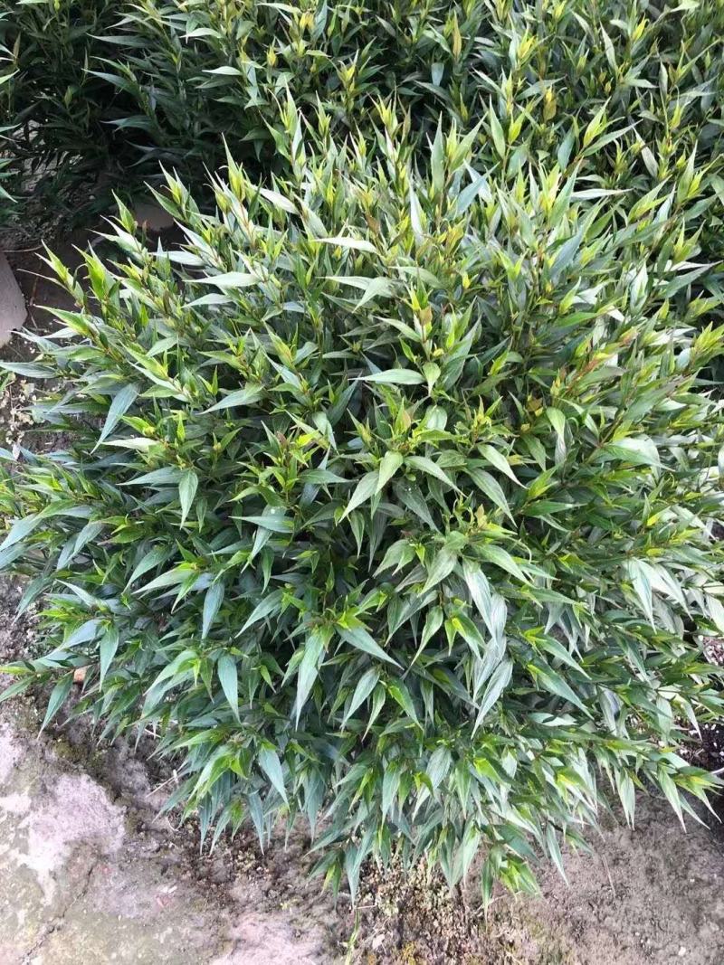 四川成都温江基地直销紫叶马兰球，质量保证，基地货