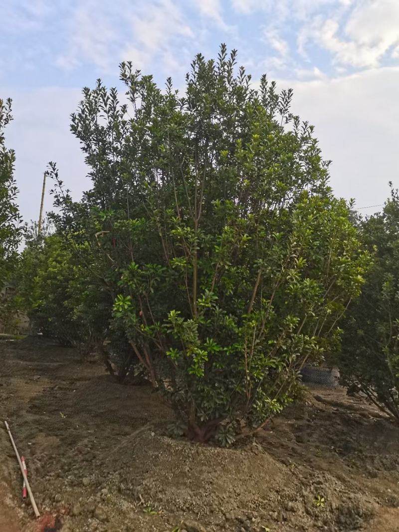 成都基地直销各规格精品熟货杨梅树，规格齐全