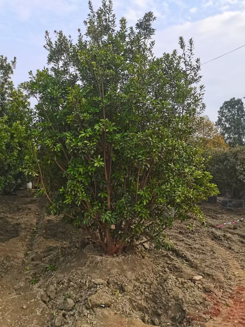 成都基地直销各规格精品熟货杨梅树，规格齐全