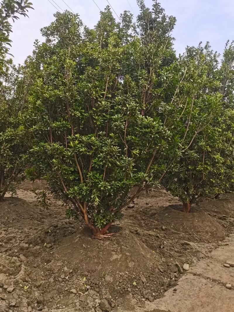 成都基地直销各规格精品熟货杨梅树，规格齐全