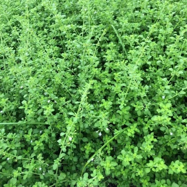 四川成都温江罗马薄，喜凉爽干燥、阳光充足的环境，耐寒，不